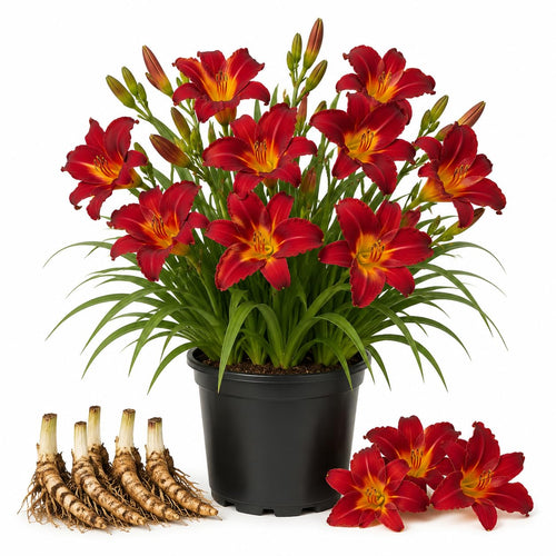 3 Red Daylily Bulbs for Planting, Reblooming Daylilies Roots, Hardy Perennial Flowers Bulbs, Gardens and Borders Planting