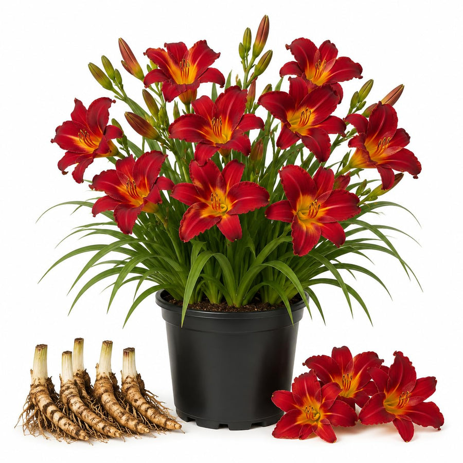 3 Red Daylily Bulbs for Planting, Reblooming Daylilies Roots, Hardy Perennial Flowers Bulbs, Gardens and Borders Planting