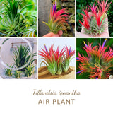 Tillandsia Plants, Red Tillandsia Air Plants Live, Combo 15 Succulents Plant Live, House Plant Indoor Outdoor, 2 Inc Tall