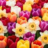Set of 10 Flower Bulbs, Mixed Tulip and Daffodil Bulbs, Spring Blooming Bulbs for Garden Planting