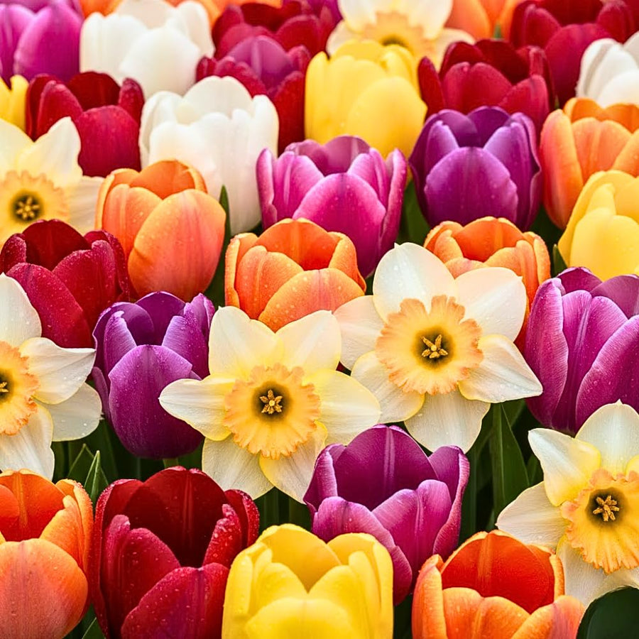 Set of 10 Flower Bulbs, Mixed Tulip and Daffodil Bulbs, Spring Blooming Bulbs for Garden Planting