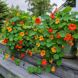 Nasturtium Live Plant in 4 Inch Pot, Nasturtium Flower Plants Live, Trailing Perennial Plant for Homegarden