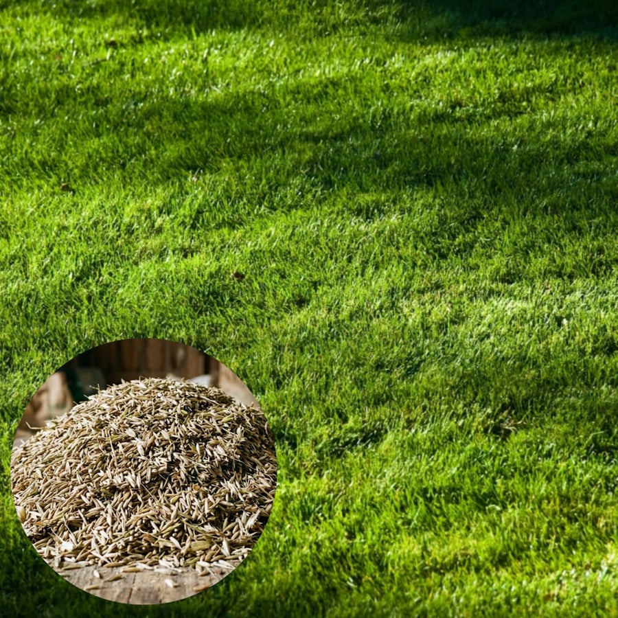 10000 Emerald Zoysia Grass Seed for Garden, Zoysia Grass Seeds, Ideal for Yard, Backyard Landscaping