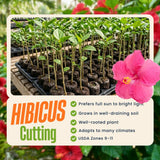 Pink Hibiscus Plant Live, Well-Rooted Hibiscus Flowers, 5-7 Inches Tall, Tropical Flowering for Indoor Outdoor Planting