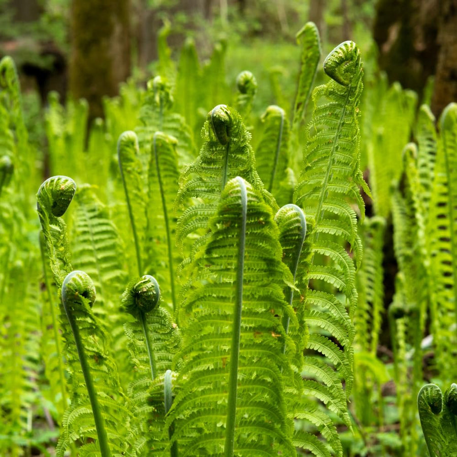 10 Ostrich Fern Roots for Planting, Fern Plants Live for Garden Backyard Ground Cover, 3 to 5 Inc Tall