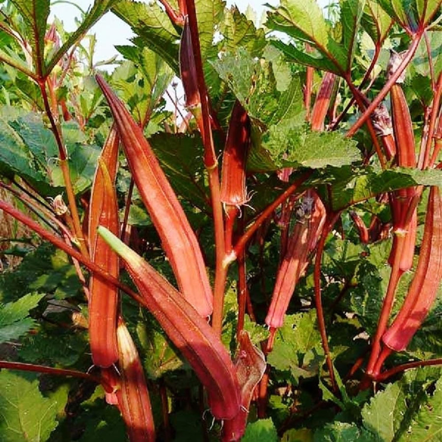 2 Red Okra Plants, 4-8 Inc Tall, Okra Plants Live for Planting, Live Vegetable Plant, Fast-Growing and Well-Rooted