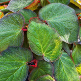 Combo 3 Trailing Begonia Angel Wing Plants Live, Begonia Maculata Live Plant, Begonias Live Plants Outdoor, 4 to 8 Inc Tall