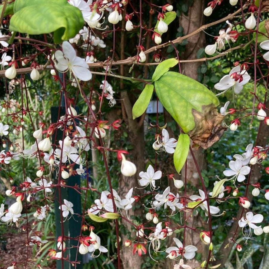 Smithianum Wallichii Clerodendrum Plants Live, Trailing Light Bulb Flowering Vine, 4-8 Inch Tall, Ready to Plant Outdoor