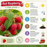 Live Red Raspberry Plant in 4 Inches Pot, 6-8 Inches Tall Berry Bushes, Sweet Raspberries Seedling Outdoor Planting