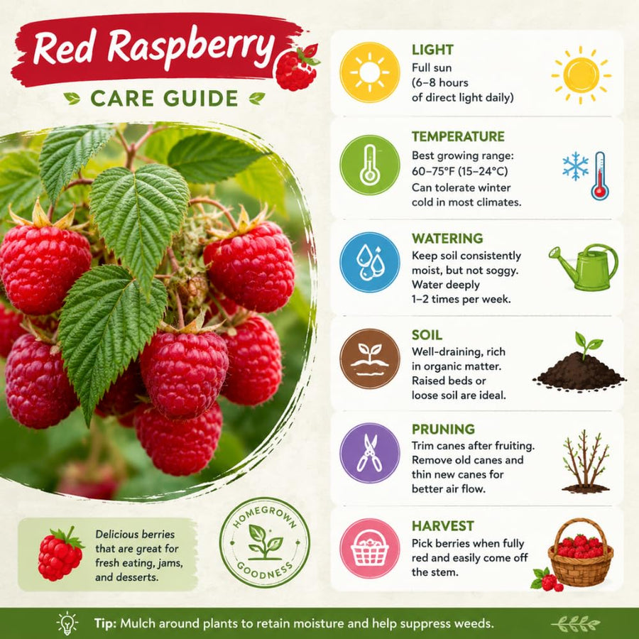 Live Red Raspberry Plant in 4 Inches Pot, 6-8 Inches Tall Berry Bushes, Sweet Raspberries Seedling Outdoor Planting