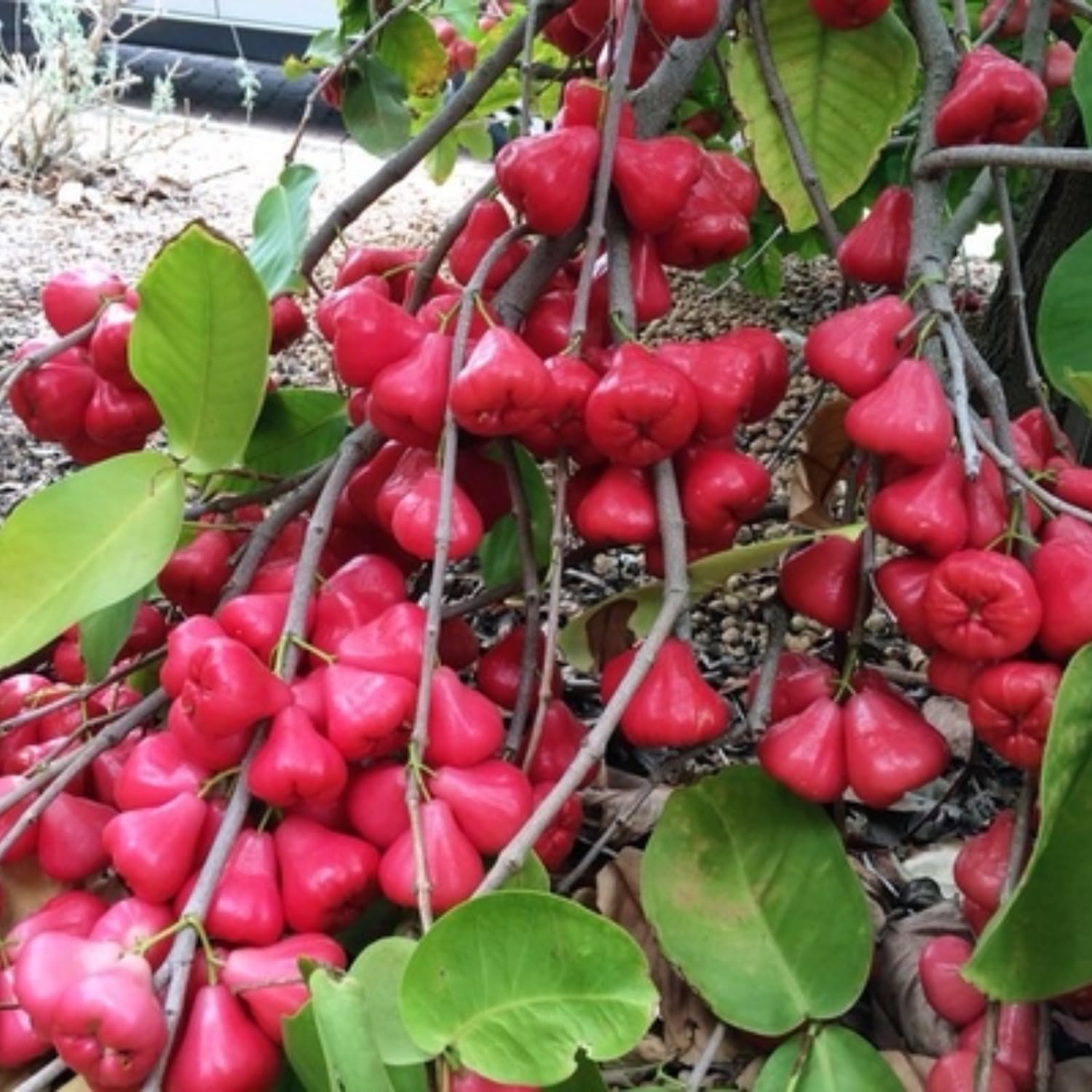 Sweet Red Wax Apple Tree Live Plant, 3 Feet Tall Tropical Fruit Tree, Zones 9-11 for Outdoor Indoor Planting, Rare Fruit