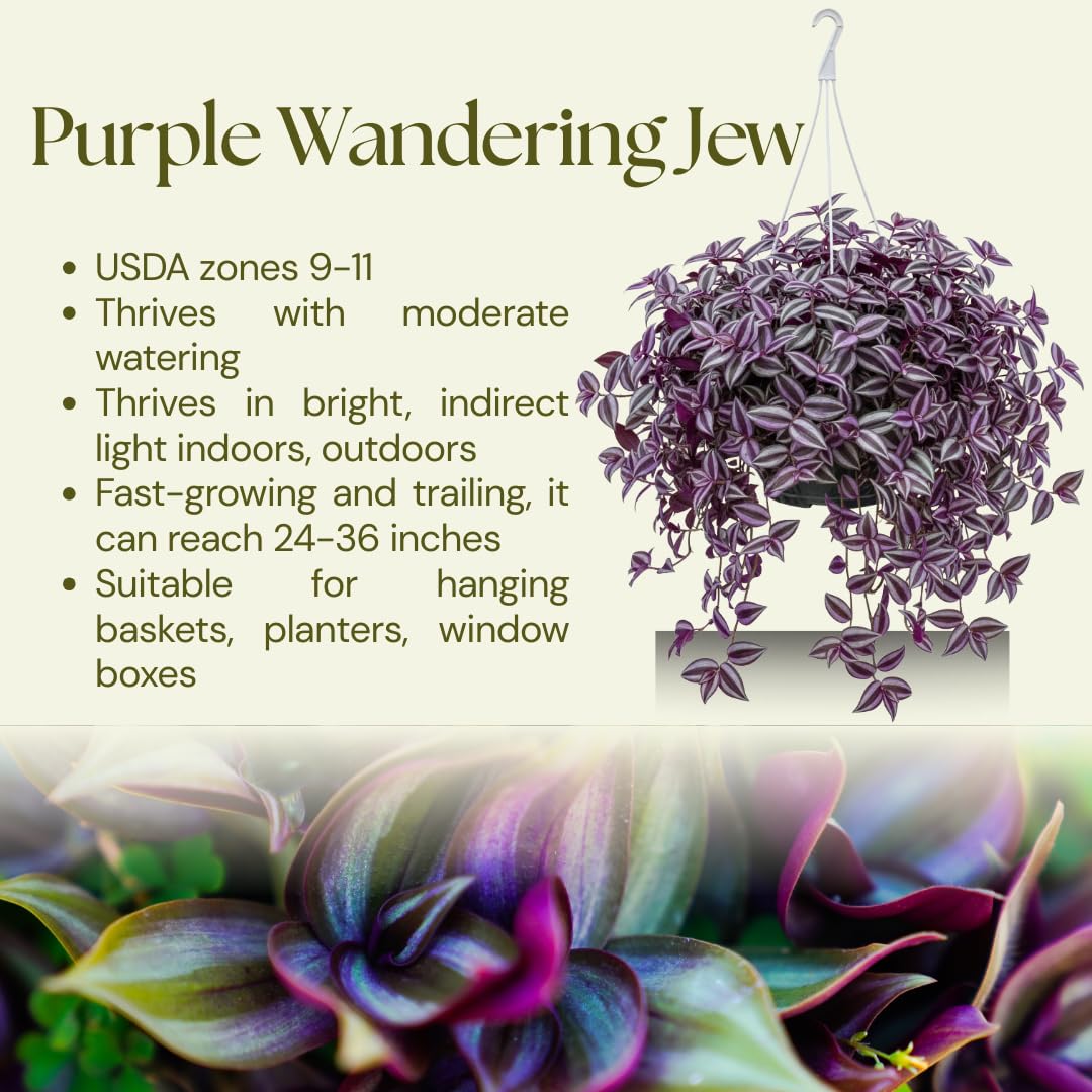 Purple Wandering Jew Live Plant, Tradescantia Zebrina, 4 Inch Pot for Planting, Indoor Houseplant