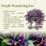 Purple Wandering Jew Live Plant, Tradescantia Zebrina, 4 Inch Pot for Planting, Indoor Houseplant