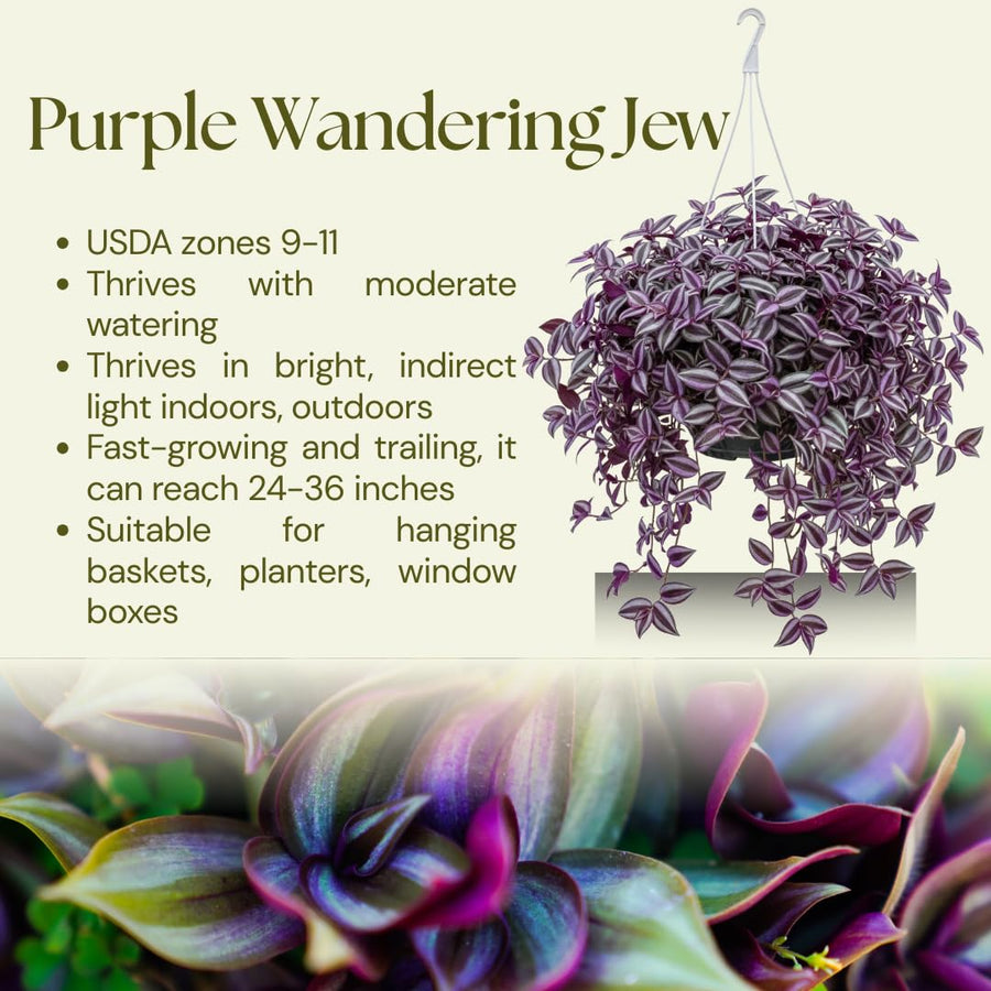 Purple Wandering Jew Live Plant, Tradescantia Zebrina, 4 Inch Pot for Planting, Indoor Houseplant