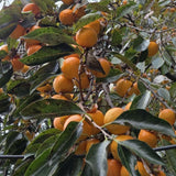 American Persimmon Live Plant Tree, 6-10 Inch Tall, in Quart Pot, Fruit Tree for Outdoor Garden, Yard, and Patio, Dormant in Winter
