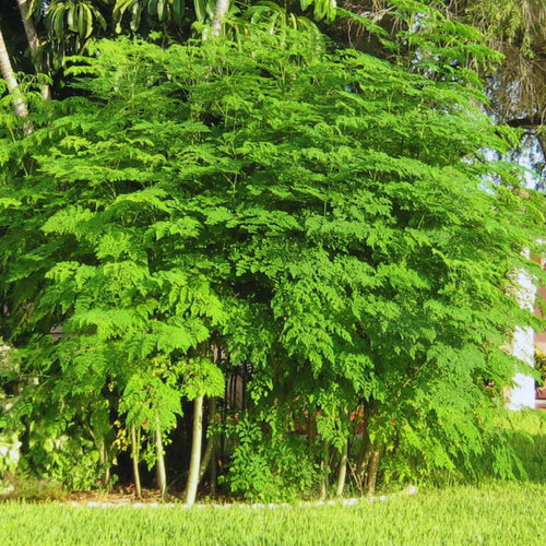 100 Moringa Oleifera Drumstick Seeds for Planting, Moringa Seeds, Herb Garden, Easy to Plant