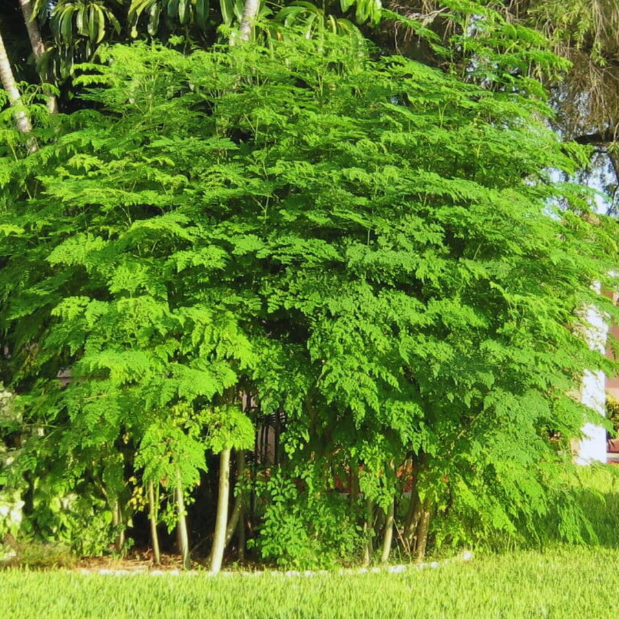 100 Moringa Oleifera Drumstick Seeds for Planting, Moringa Seeds, Herb Garden, Easy to Plant