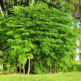 Set 2 Moringa Oleifera Drumstick Trees Live Plants, Moringa Trees Plants, 12 to 20 Inc Tall Long, Herb Gardening Outdoor