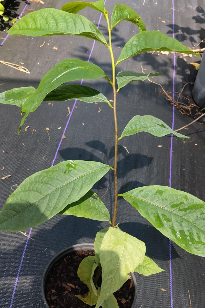 2 Pawpaw Trees Live Plants, Paw Paw Asimina Triloba, Well Rooted Plant Live, 7 to 16 Inc Tall, Mango Papaya Like