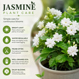 Arabian Jasmine Plant in Half Gallon Pot, Fragrant White Jasmine Climbing Vine, Flowering Jasmines for Outdoor Garden