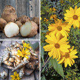 2 Lbs Jerusalem Artichoke Roots, Sunchoke Tubers for Planting, Edible Garden Vegetable, Ready for Garden Growing