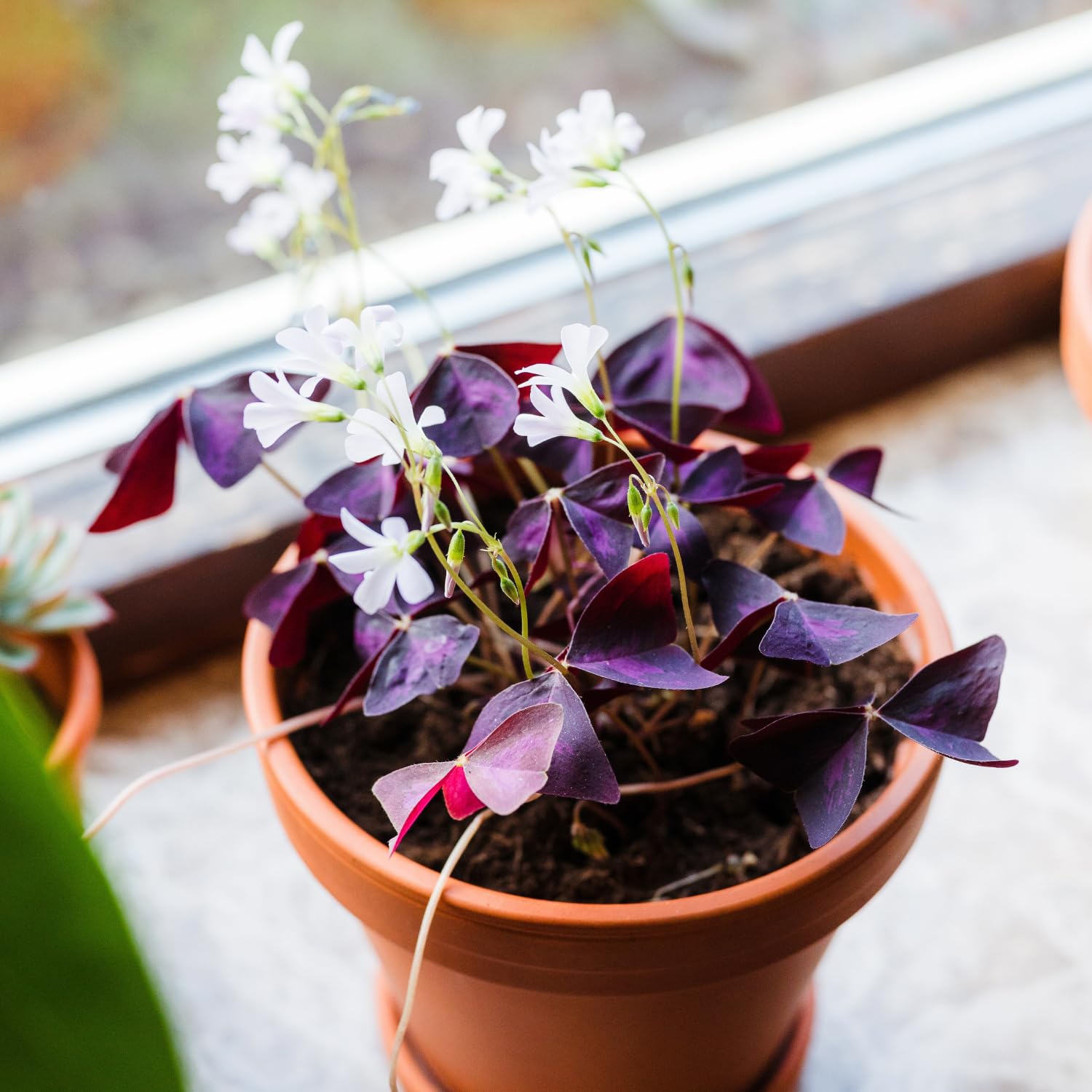 Purple Shamrock Plant Live, Starter Oxalis Plant in 4" Pot, Easy Care Ornamental Houseplant for Patio, Container and Home Gardening