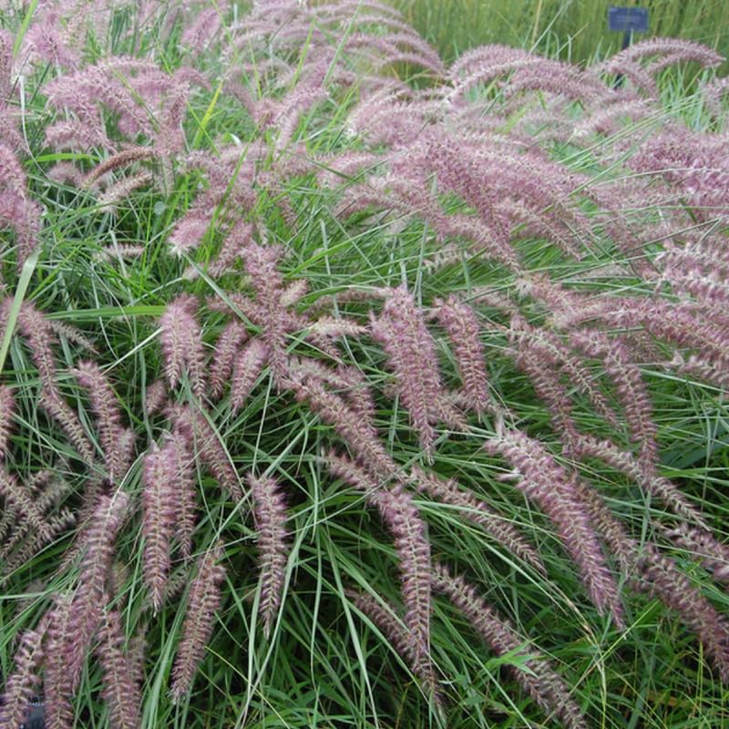2 Rose Fountain Grass Live Plants, Perennial Grass Clumps for Outdoor Landscaping Growing, Ornamental Grasses Ready to Grow 4-9 Inches
