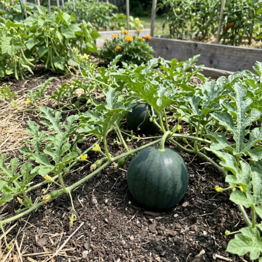 Sugar Watermelon Live Vine Plant, 5 Inches Tall in 4 Inch Pot, Watermelon Fruit Vine, Sweet Fruit Plant for Outdoor Garden