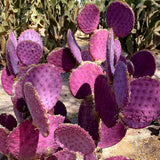 Purple Prickly Pear Cactus Live Plant in 3.5" Pot, Hardy Cactus Succulent with Purple Pads for Garden or Houseplant Decor
