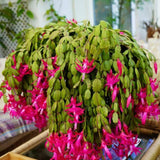 Christmas Cactus Plant Live, Holiday Cactus Live Plant, 4 to 6 Inc Tall, Hanging Baskets Houseplants, 4 Inc Potted, Gardening Indoor Outdoor (Pink)