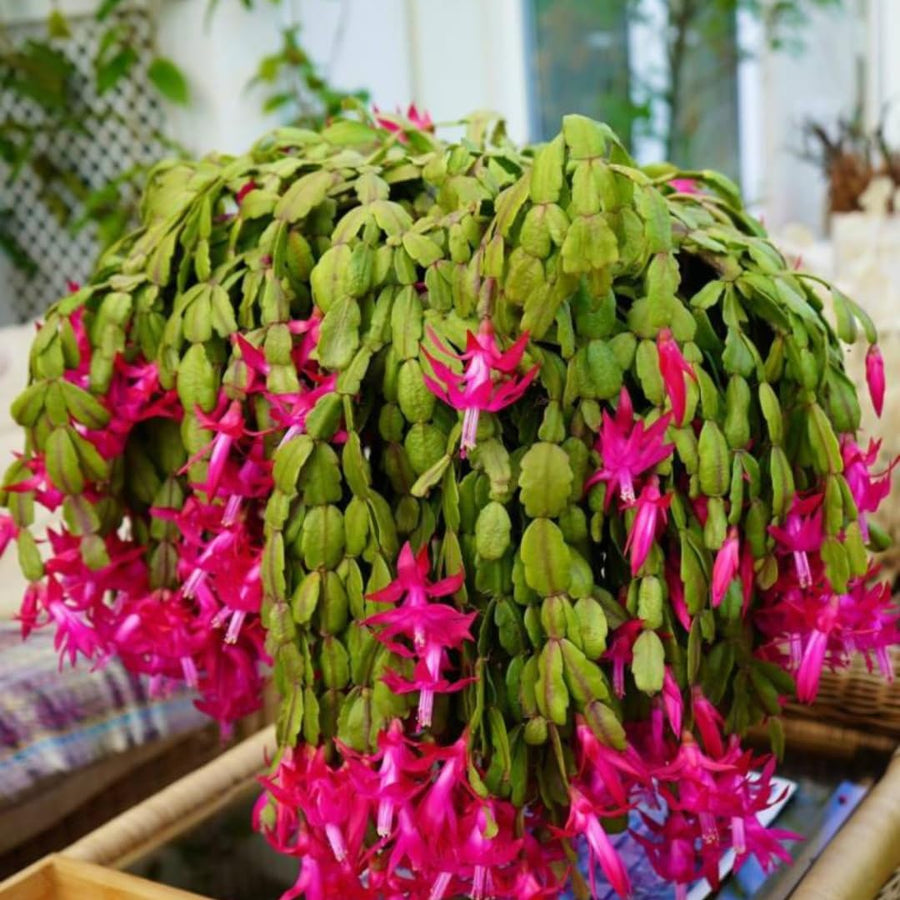 Christmas Cactus Plant Live, Holiday Cactus Live Plant, 4 to 6 Inc Tall, Hanging Baskets Houseplants, 4 Inc Potted, Gardening Indoor Outdoor (Pink)