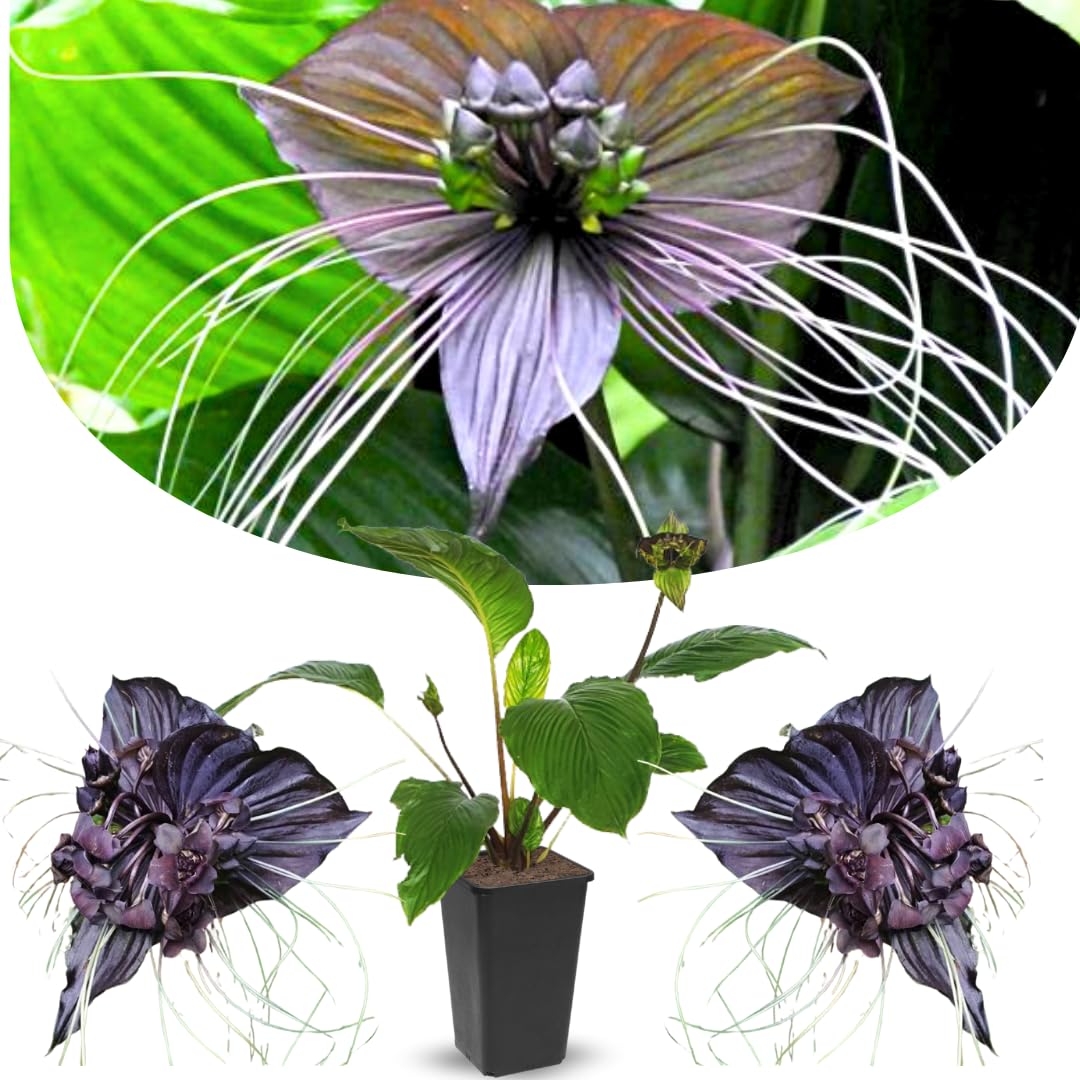 Bat Orchird Tacca Chantrieri Houseplant, Black Bat Flower Live Plant, Indoor Outdoor 5-9 Inches Tall