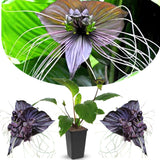 Bat Orchird Tacca Chantrieri Houseplant, Black Bat Flower Live Plant, Indoor Outdoor 5-9 Inches Tall