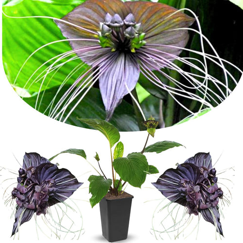 Bat Orchird Tacca Chantrieri Houseplant, Black Bat Flower Live Plant, Indoor Outdoor 5-9 Inches Tall