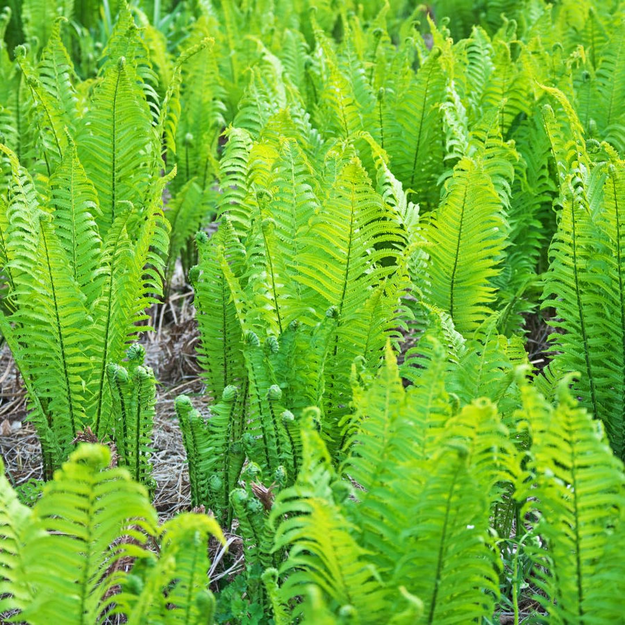 Set 10 Ostrich Fern Rhizomes, Ferns Starter Roots, Perennial Fern Plants, Ready to Grow