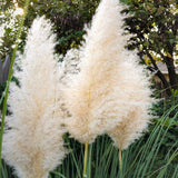 3 White Pampas Grass Plants Live, Hardy Ornamental Grass, Ready to Grow Pampas 4-8 Inches for Borders, Patios and Container Gardens