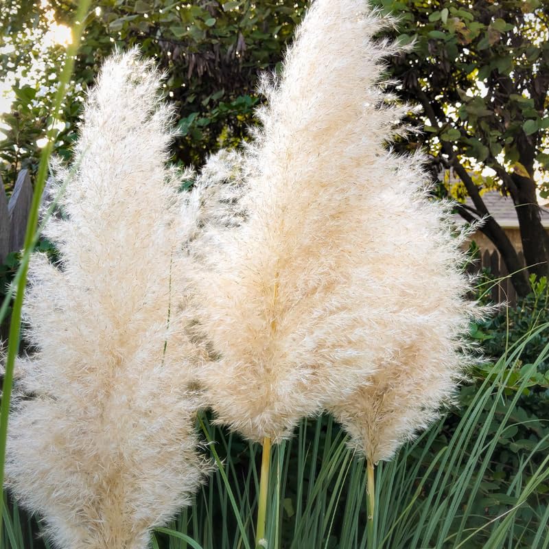 3 White Pampas Grass Plants Live, Hardy Ornamental Grass, Ready to Grow Pampas 4-8 Inches for Borders, Patios and Container Gardens