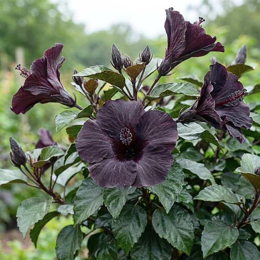 Set 7 Hibiscus Cuttings, Hardy Hibiscus Plants Live, Vibrant Blooming Flower, Well-Rooted Plant for Home Garden Indoor Outdoor (Black)