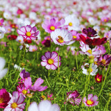 1000 Mix Cosmos Flower Seeds, Cosmos Seeds for Planting Outdoor Indoor