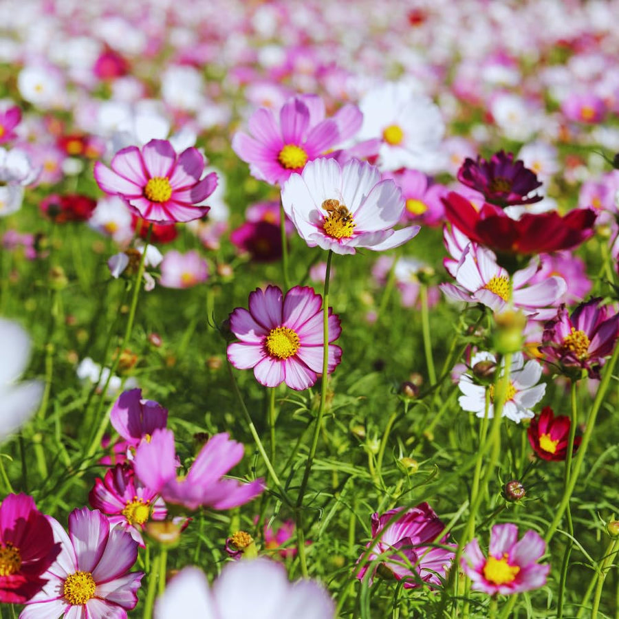 1000 Mix Cosmos Flower Seeds, Cosmos Seeds for Planting Outdoor Indoor