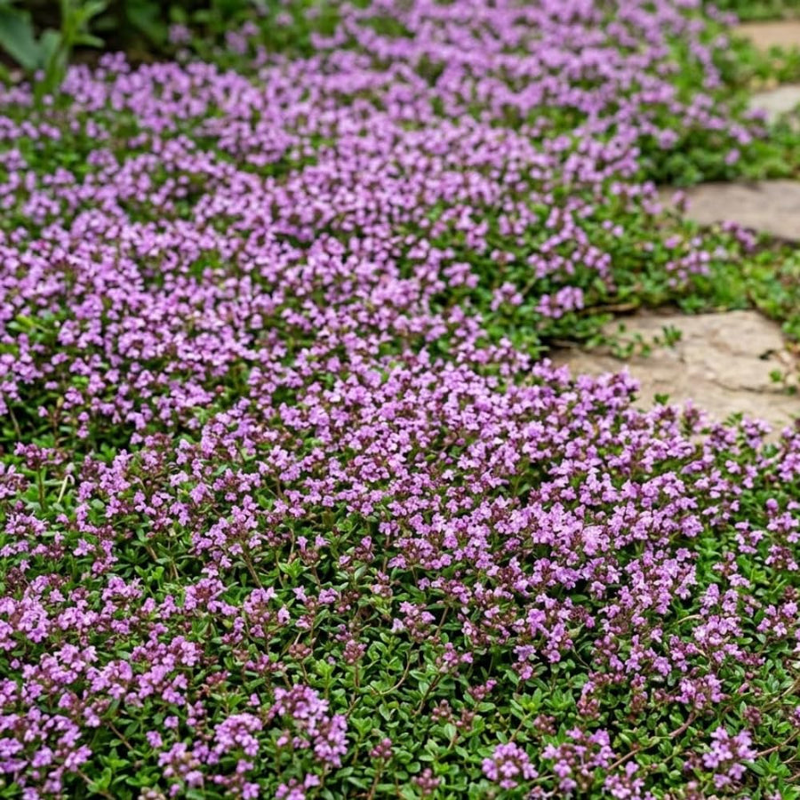 Set 3500 Creeping Thyme Seeds, Creeping Thyme Plants, Thymus serpyllum, Perennial Ground Cover Plants for Outdoor Gardening