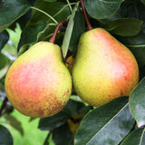 Pear Tree Live Plant 2 to 3 Feet Height, Bareroot, Pear Fruit Tree Plant Live, Pear Plant Live for Planting, Live Pear Tree