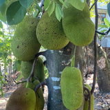 Jackfruit Tree Live Plant from 9 to 11 Inc Tall, Live Jackfruit Plant Pot 4 Inc