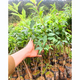 2 Plum Plants Live for Planting 12-18 Inch Tall, American Plum Tree Live Plant, Plum Tree Plant Live to Grow Outdoors, Dormant Bareroots