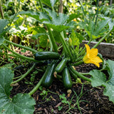 Set 50 Seeds Zucchini Seeds for Planting, Dark Green Zucchini Seeds, Summer Squash Seed for Indoor Outdoor Planting