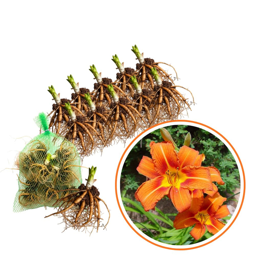 5 Orange Daylily Bulbs for Planting – Summer Hardy Daylilies for Garden Beds, Borders, and Outdoor Landscaping, Reblooming Perennial Flower Roots
