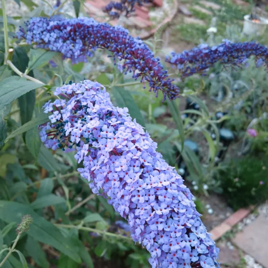 2 Butterfly Bush Shrubs Live Plants, Light Blue Butterfly Bush Plants Trees Flower Shrub for Planting Garden Indoor Outdoor