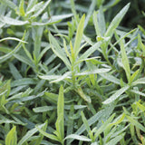 Pack 2 Tarragon Plants Live, Tarragon Herb Plant Ready to Grow, 5-9 Inch Tall, Tarragon Mint for Your Garden and Culinary Needs