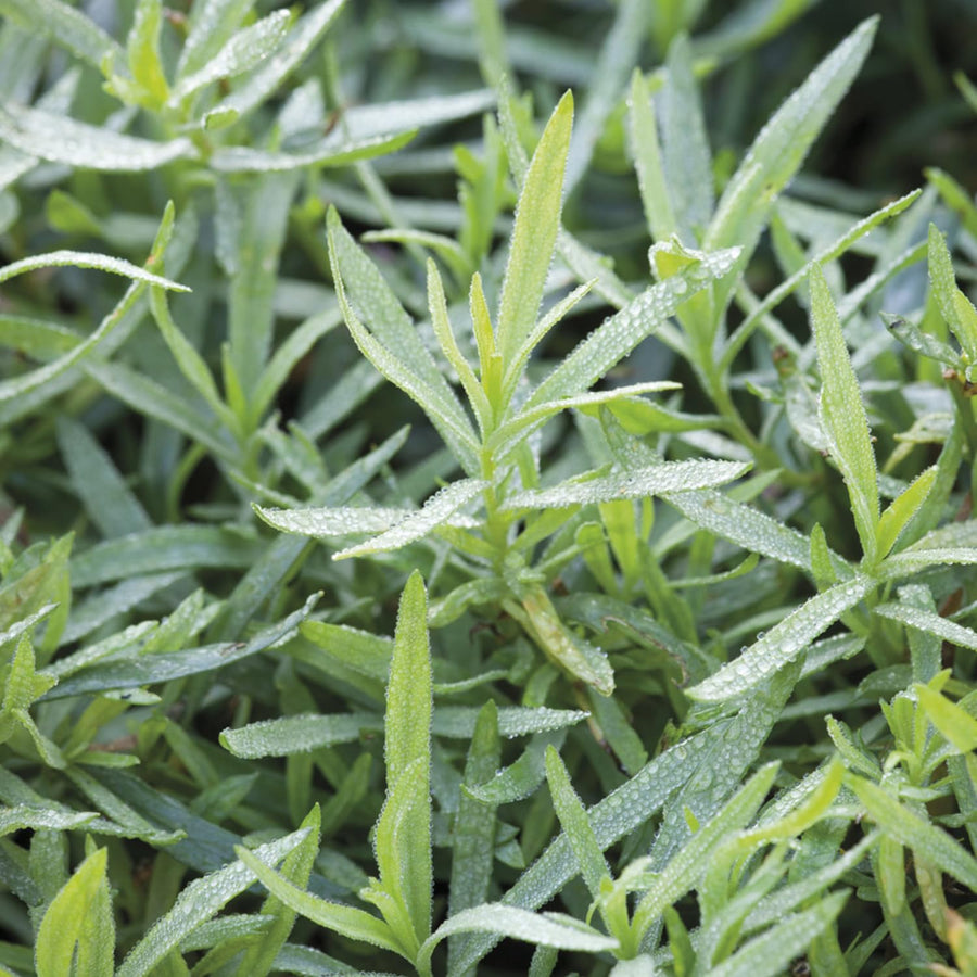 Pack 2 Tarragon Plants Live, Tarragon Herb Plant Ready to Grow, 5-9 Inch Tall, Tarragon Mint for Your Garden and Culinary Needs