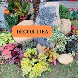 3 Coral Bells Heuchera Perenial Live Plants, Orange Red Seasonal Leaves Color Change, Well-Rooted 5-9 Inc Tall, No Pot